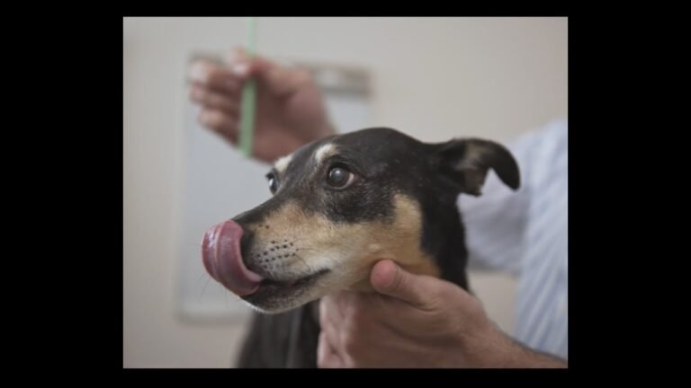 How to Brush a Stubborn Dog's Teeth: Best Strategies for Reluctant Pups