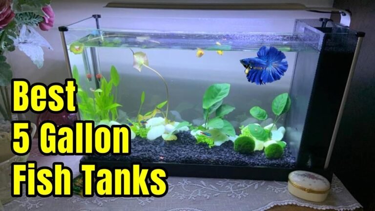 Top 5 Gallon Fish Tank with Filter and Heater for Optimal Aquatic Care