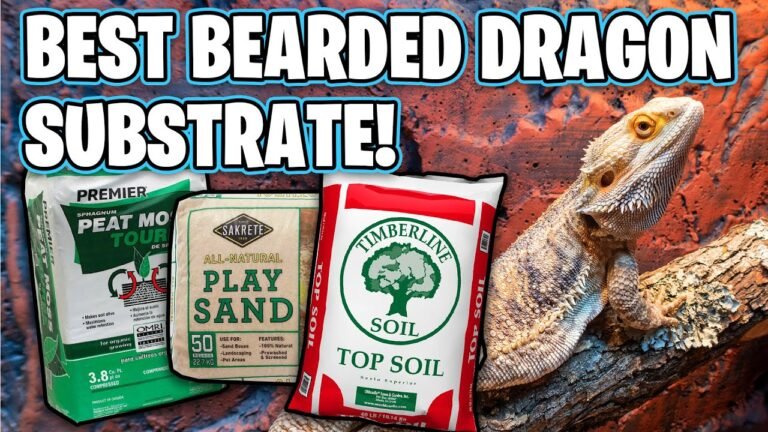 The Best Substrate for Bearded Dragons: A Complete Guide