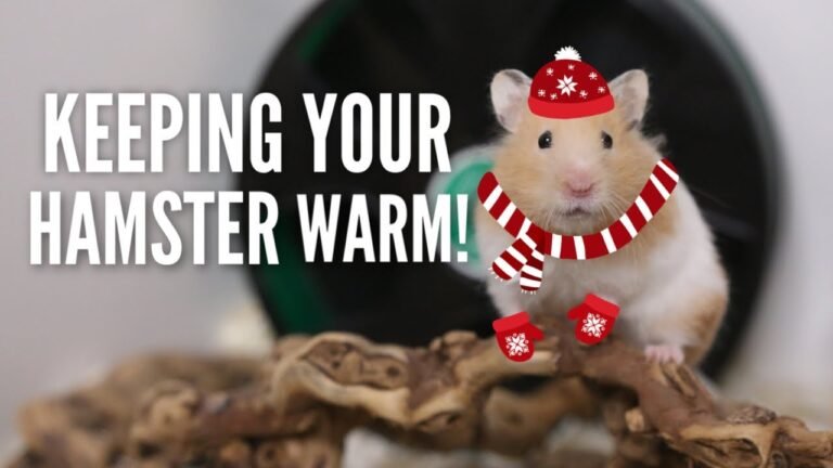 Best Ways to Keep Your Hamster Warm in a Cold House