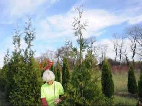 Best 3 Ft Thuja Green Giant Evergreen Trees for Brighter Blooms